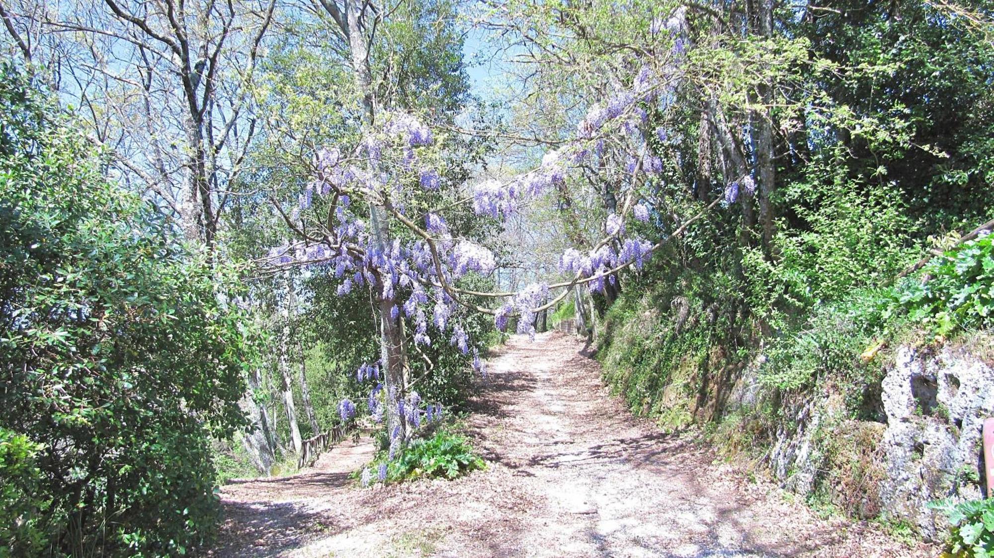فيلا Montecasciano Primula Capranica المظهر الخارجي الصورة
